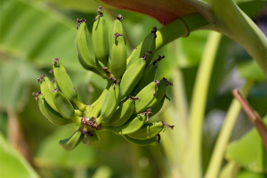 A bunch of green bananas are on the stalk in the sun.
