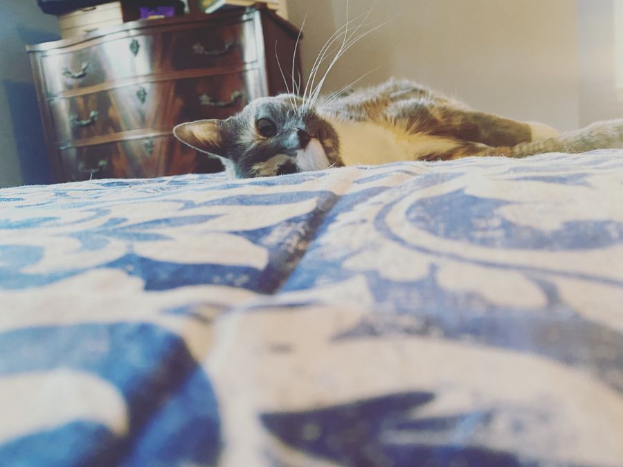 photograph of a pastel calico cat lying on a blue and white bedspread, gazing into the camera