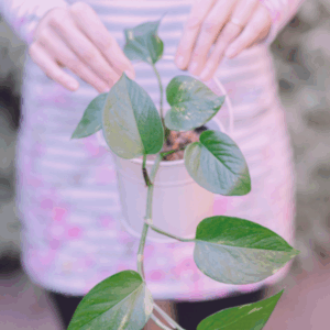 gardening