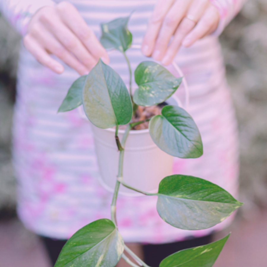gardening